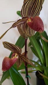 Paphiopedilum Shin-Yi Williams