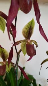 Paphiopedilum Betty Burkham