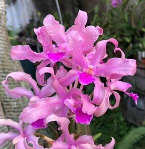 Laeliocattleya micheliniana