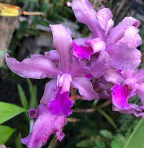 <i>Laeliocattleya</i> x <i>micheliniana</i>