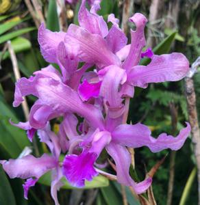 Laeliocattleya micheliniana