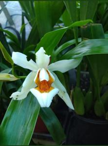 Coelogyne Spring Showers