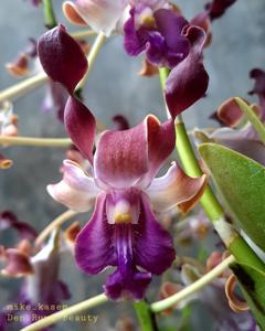 Dendrobium Rums Beauty