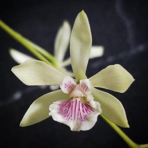 Encyclia La Favourita-profusa