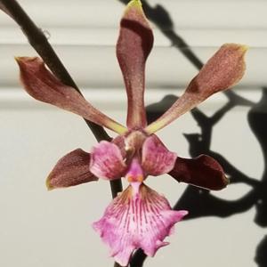 Encyclia Torridonian Sandstone