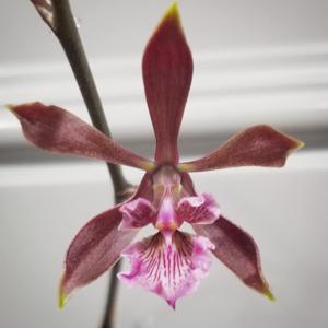 Encyclia Torridonian Sandstone