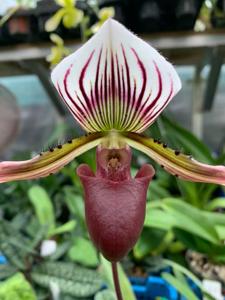 Paphiopedilum Almum