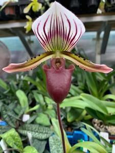 Paphiopedilum Almum