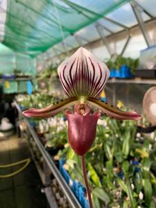 Paphiopedilum Almum