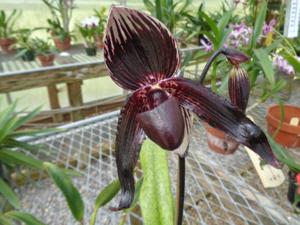 Paphiopedilum Black Heart