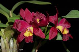 Laeliocattleya Hsin Buu Lady-sincorana