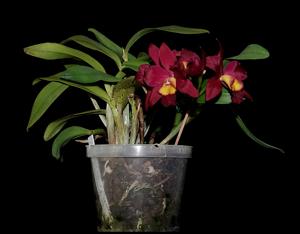 Laeliocattleya Hsin Buu Lady-sincorana