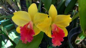 Rhyncholaeliocattleya Sweet Sugar