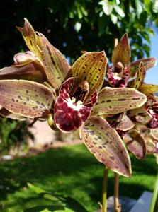 Cymbidium Speckles