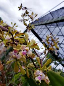 Epicyclia Cashens' Brown Sugar-Mabel Kanda