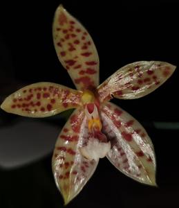 Phalaenopsis Meen Estrella