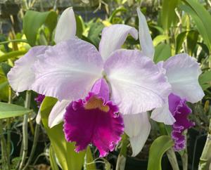 Cattleya Irene Finney (1964)