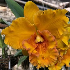 Rhyncholaeliocattleya Spanish Eyes