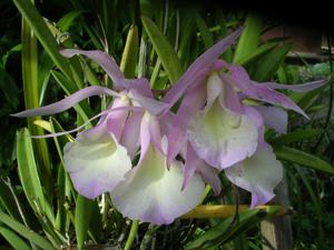 Brassocattleya Jennie Lynn Hicks