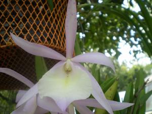 Brassocattleya Jennie Lynn Hicks