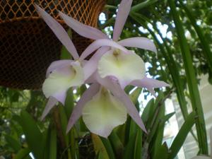 Brassocattleya Jennie Lynn Hicks