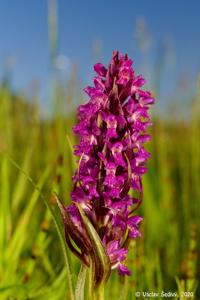 Dactylorhiza aschersoniana