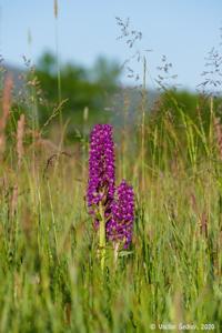 Dactylorhiza aschersoniana