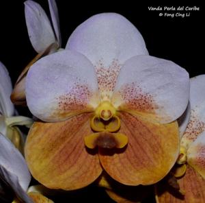 Vanda Perla del Caribe