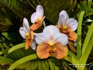 Vanda Perla del Caribe