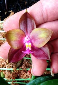 Phalaenopsis LD Emerald Dragon