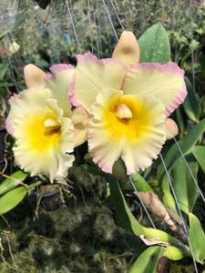 Rhyncholaeliocattleya Siam Paradise