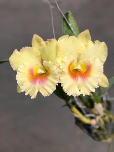 Rhyncholaeliocattleya Siam Paradise