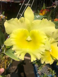 Rhyncholaeliocattleya Siam Paradise