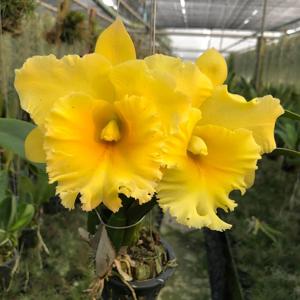 Rhyncholaeliocattleya Siam Paradise