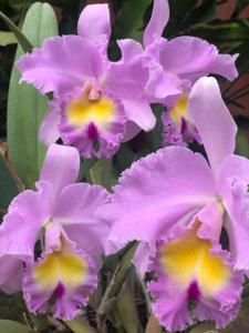 Rhyncholaeliocattleya Pamela Hetherington