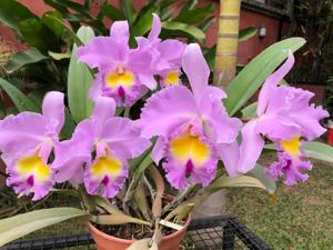 Rhyncholaeliocattleya Pamela Hetherington