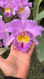 Rhyncholaeliocattleya Pamela Hetherington