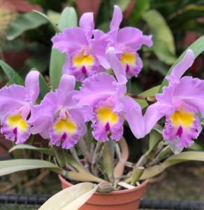 Rhyncholaeliocattleya Pamela Hetherington