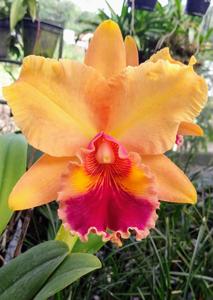 Rhyncholaeliocattleya Mirian Suzuki