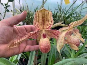 Paphiopedilum Alexej