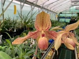 Paphiopedilum Alexej