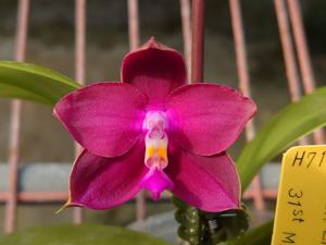 Phalaenopsis Zheng Min Formosa