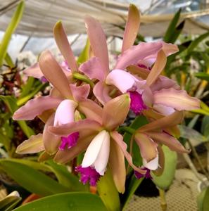 Cattleya Coquina