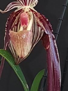 Paphiopedilum Billy Cardalino