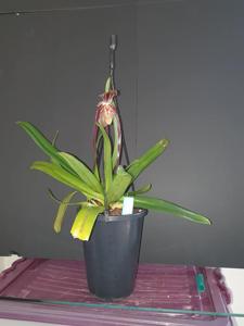 Paphiopedilum Billy Cardalino