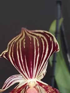 Paphiopedilum Billy Cardalino