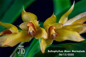 Bulbophyllum Meen Marmalade