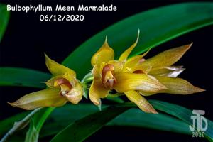 Bulbophyllum Meen Marmalade