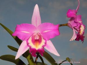 Laeliocattleya Miss Wonderful