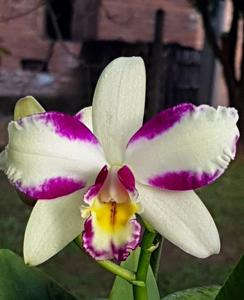 Rhyncholaeliocattleya Haw Yuan Beauty